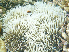Heteractis crispa