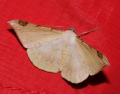 Luxiaria phyllosaria