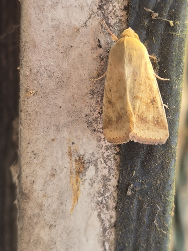 Corn Earworm Moth