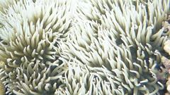 Heteractis crispa