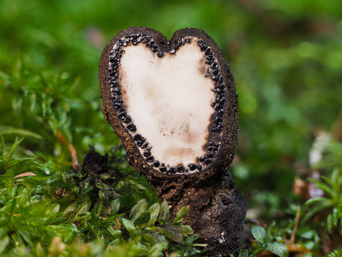 Xylaria polymorpha