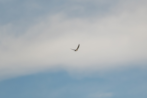 Barn Swallow
