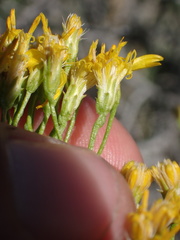 Ericameria cooperi cooperi