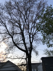 Quercus palustris