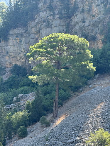 Pinus brutia, photograph 4