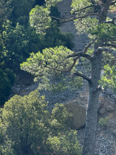 Pinus brutia, photograph 5