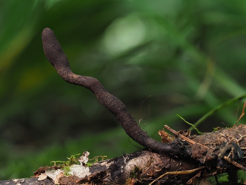 Xylaria ellisii