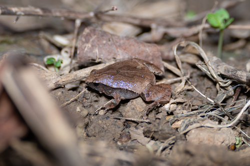 Dark-sided Chorus Frog