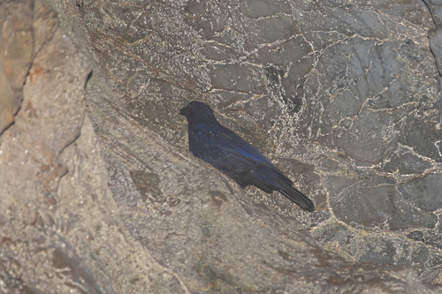 Blue Whistling-Thrush