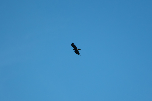 Black Eagle