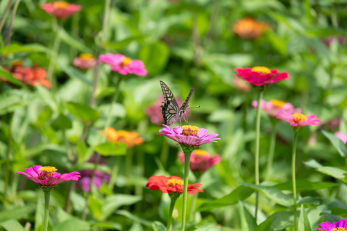 Chinese Yellow Swallowtail