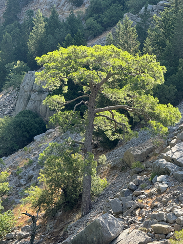 Pinus brutia, photograph 6