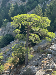 Pinus brutia, photograph (c) Petr Harant, some rights reserved (CC BY)