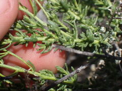 Ericameria cooperi cooperi