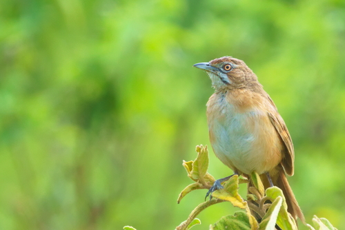 iNaturalist image