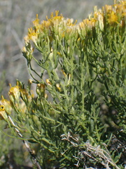 Ericameria cooperi cooperi