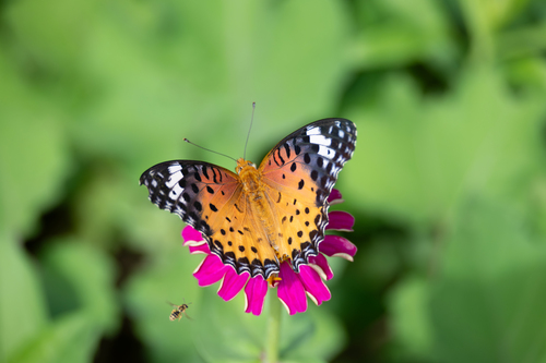 Tropical Fritillary