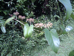 Cissus hastata