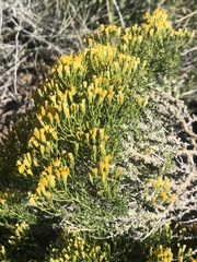 Ericameria cooperi cooperi