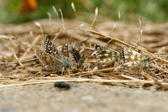 Pyrgus sidae