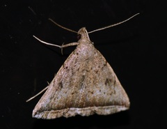 Lysimelia lucida