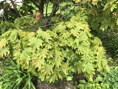 Acer japonicum