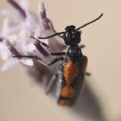 Eupompha elegans