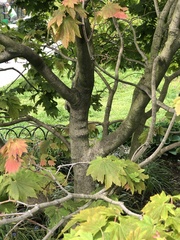 Acer japonicum