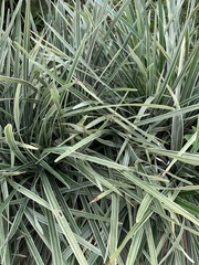 Angiospermae