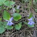 Common Dog-Violet - Photo no rights reserved
