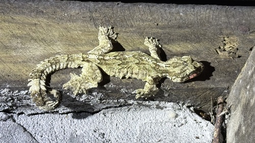 Cambodian Flying Gecko