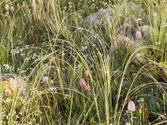 Stipa austroitalica