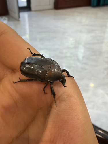 Japanese Drone Beetle