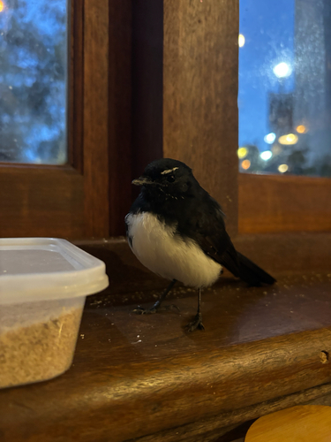 Willie Wagtail