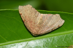 Achrosis
