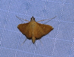 Mabra nigriscripta