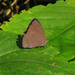 Arhopala arvina - Photo (c) Amol Patwardhan, some rights reserved (CC BY-NC), uploaded by Amol Patwardhan