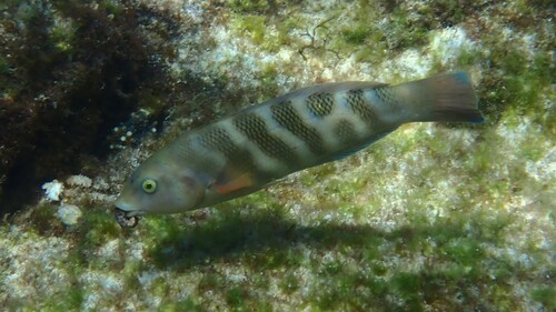 Thalassoma septemfasciatum observed 2026-08-02