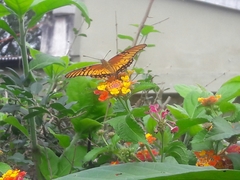 Dione moneta moneta