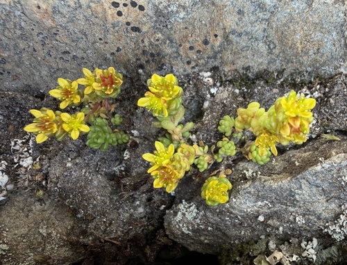 Sedum alpestre, photograph 5