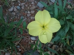 Oenothera stubbei