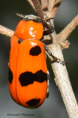 Clytrasoma