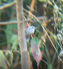 Uropsila leucogastra