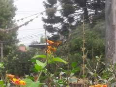 Dione moneta moneta