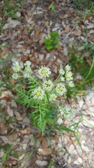 Hymenopappus