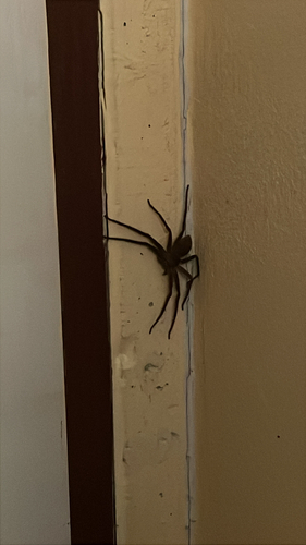 Pantropical Huntsman Spider