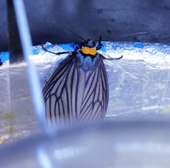 Macrobrochis fukiensis