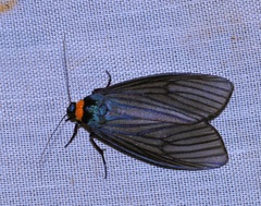 Macrobrochis fukiensis