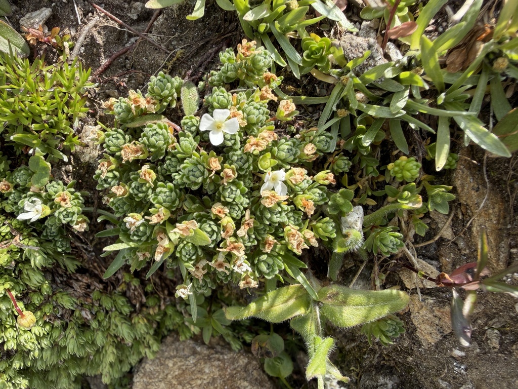 Androsace alpina; photograph (c) Katrin Simon, some rights reserved (CC BY)