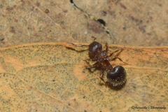 Meranoplus bicolor